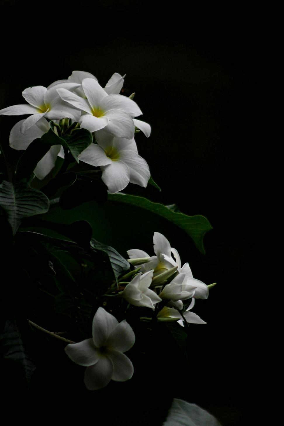 White sympathy arrangement
