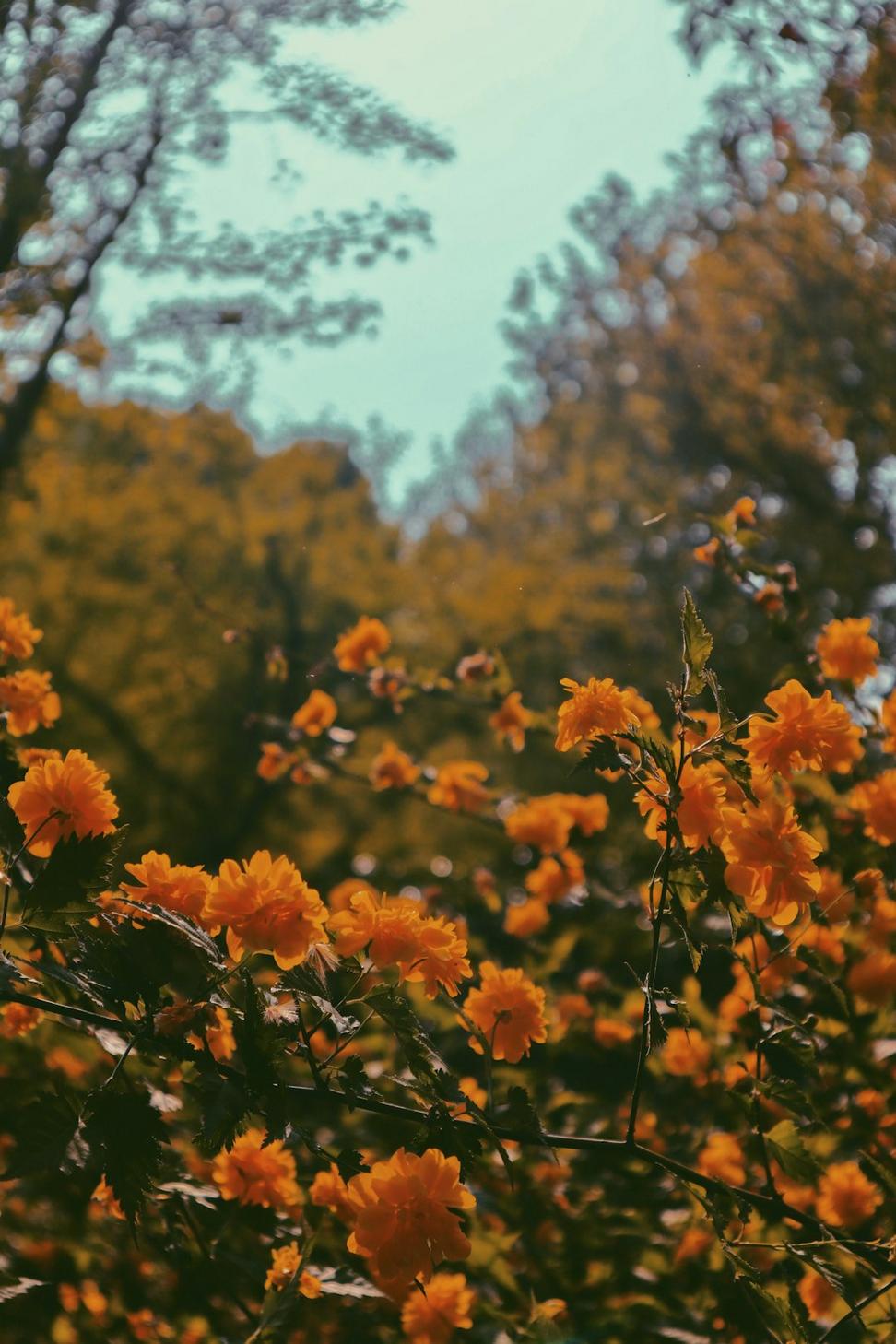 Autumn dahlia bouquet