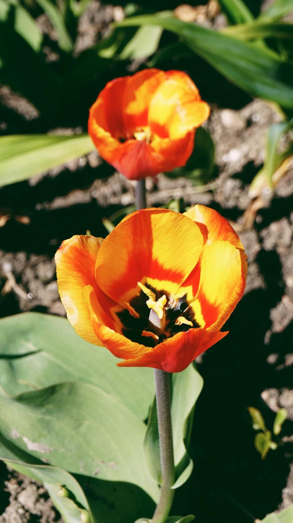 Colorful spring tulip bouquet