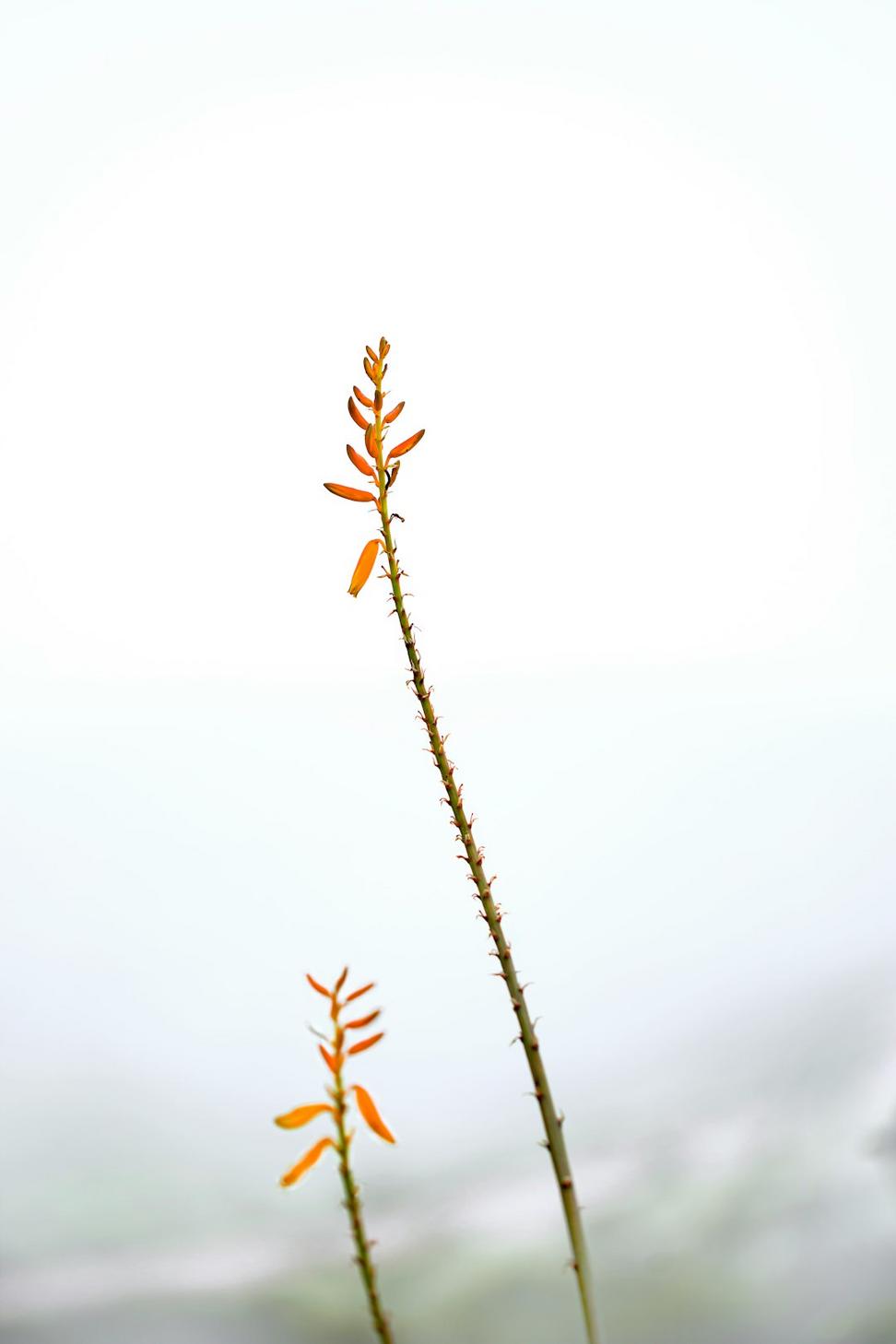Ikebana style
