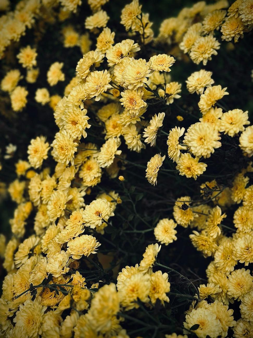 Seasonal arrangement